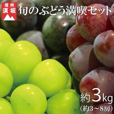 ふるさと納税 須坂市 旬のぶどうお任せセット約3kg!(約3〜8房) 信州グルメ市場厳選