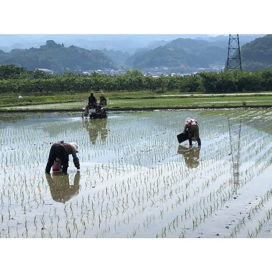 長野県産コシヒカリ白米　10ｋｇ　令和5年度産　農家直送　どじょう、ホウネンエビのいる田んぼで作ってます　遠赤外線乾燥