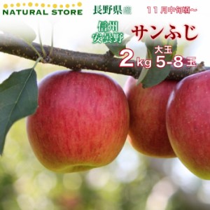 最短発送可能 サンふじ 5-8玉（大玉）2kg 化粧箱 りんご 山形県産 さんふじ サンフジ 蜜入り ふじりんご ふじ林檎 大玉 高糖度 ギフト ご