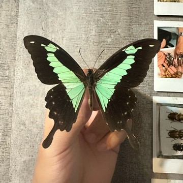 🦋綠帶燕尾鳳蝶🦋 蝴蝶 昆蟲 模型 乾貨三角紙包裝 #非活體 #類模型 #藝術品