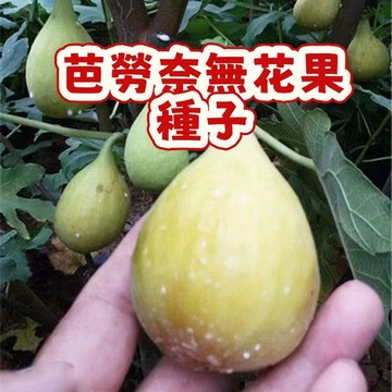 🌱無花果種子 whg7芭勞奈無花果  營養豐富 口感軟糯 耐寒耐旱易養活 庭院盆栽