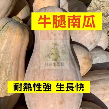 🌱早熟高產 （牛腿南瓜種子NG-38）耐熱性強 生長快 金瓜  易生長  高產 抗病抗旱易種植 高產爬藤蔬菜種子#果菜類