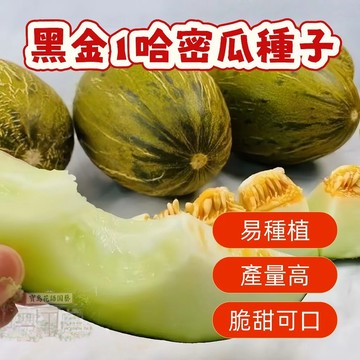 🔥熱銷 黑金1哈密瓜種子 香瓜種子 營養豐富 超甜 多款哈密瓜種子   四季種植水果種子 香甜濃郁 超實惠價🍈