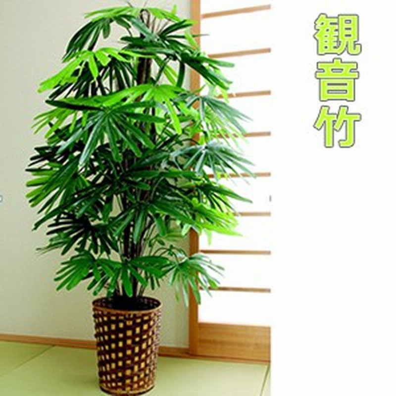 人工観葉植物 観音竹 大型観葉植物 店舗用 リビングにもお勧め 観葉植物 今なら竹製鉢カバー付 通販 Lineポイント最大1 0 Get Lineショッピング