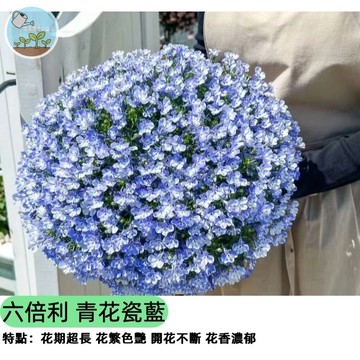 【陽台爆花首選】六倍利種子 翠蝶花 青花瓷藍色 吊掛垂墜必備 開花機器 四季秋播 花牆造景 蜜源植物