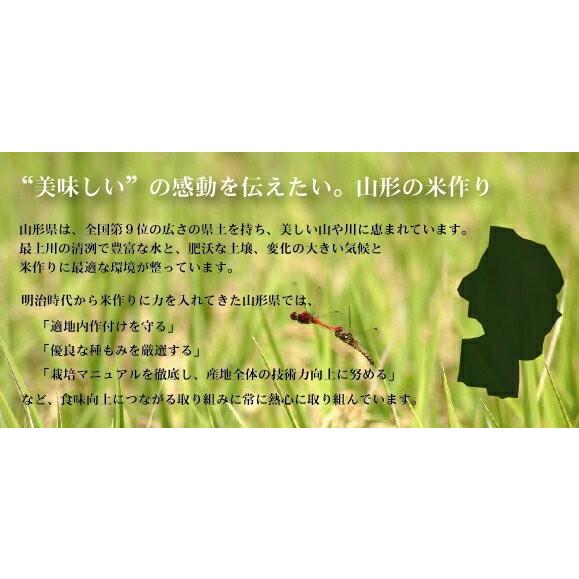 ポイント5倍 無洗米 山形県産雪若丸 2合(300g)×1袋 メール便送料込み 令和5年産 米  お試し（SL）