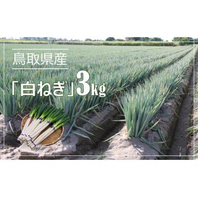 ふるさと納税 米子市 鳥取県産　白ねぎ(3kg)