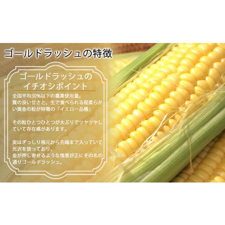 ふるさと納税 とうもろこし ゴールドラッシュ 10本 北海道 富良野産 (スイートベジタブルファクトリー) 北海道富良野市