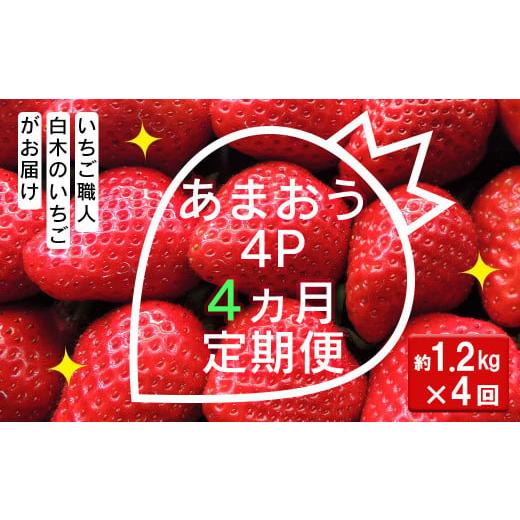 ふるさと納税 福岡県 小郡市 いちご職人 白木のいちご あまおう 1.2kg(300g×4P) 4回コース