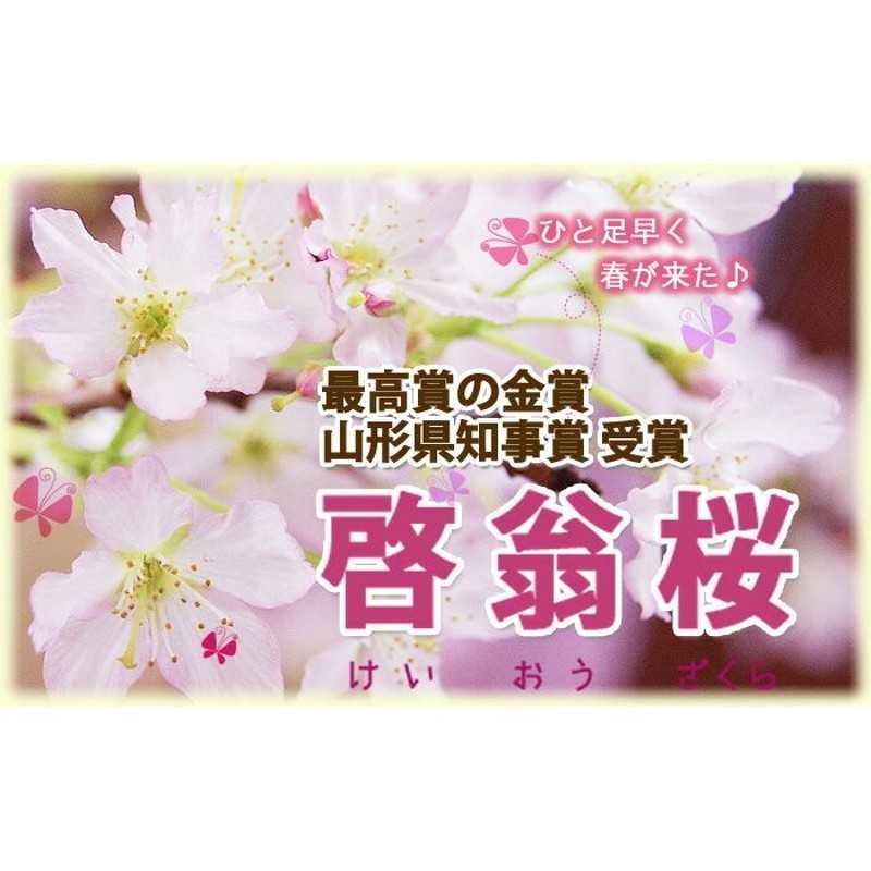 啓翁桜 切り花 山形 花束 テーブルやリビング用 特級60ｃｍ 10本 9個