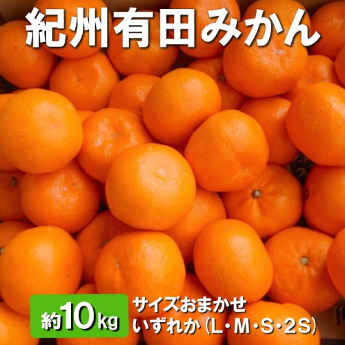 紀州有田みかん 約10kg サイズおまかせ いずれか (L・М・S・2S) ※着日