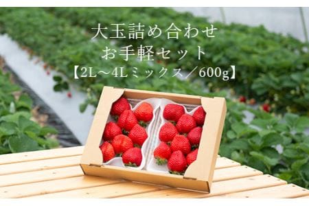 ご家族での味見にもOK！お手軽2パックセット！大玉詰め合わせ 600g