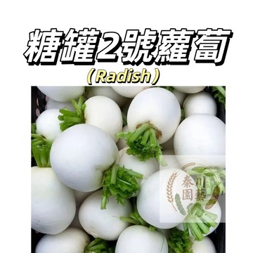 嘉義現貨（糖罐2號櫻桃蘿蔔種子LB-15 ）水果迷你蘿蔔生吃水蘿蔔種子~營養多汁四季播速生盆栽蔬菜種子#果菜