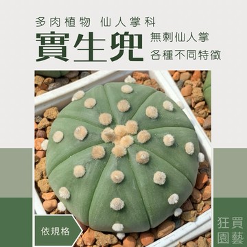 [狂買園藝] 多肉植物 實生兜 無刺品種 🎃長得像南瓜的超可愛仙人掌 仙人掌 /婚禮小物/辦公室小物