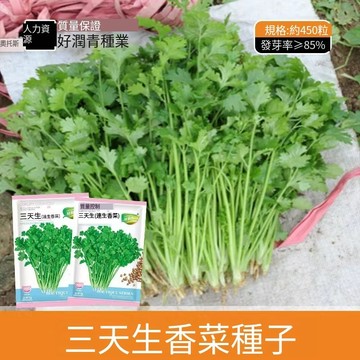 【三天速生】台灣香菜種子 爬藤耐熱四季可種 稀有蔬菜品種 家庭陽台菜園 自種有機香草 快收成盆栽 室內外皆宜 種植簡單