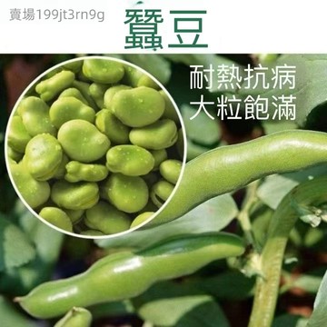 現貨 蠶豆種子（25粒） 四季蔬菜種子 蠶豆種子 七星蠶豆 綠寶石蠶豆 日本大白皮 胡豆 特大高產蔬菜種子 四季種子