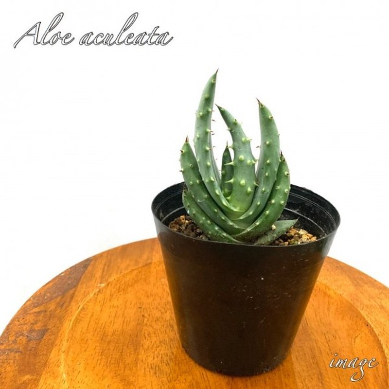 アロエ アクレアータ 観葉植物 おしゃれ インテリア 多肉植物 小型 ミニ Aloe Aculeata 通販 Lineポイント最大0 5 Get Lineショッピング