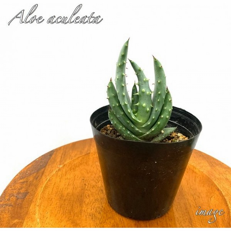 アロエ アクレアータ 観葉植物 おしゃれ インテリア 多肉植物 小型 ミニ Aloe Aculeata 通販 Lineポイント最大0 5 Get Lineショッピング