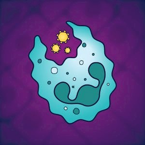Immunology: Innate Immune System