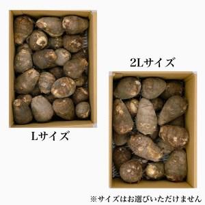 ふるさと納税 愛媛オリジナルブランド里芋「伊予美人」秀品　L~2Lサイズ　約4kg（JA周桑） 愛媛県西条市