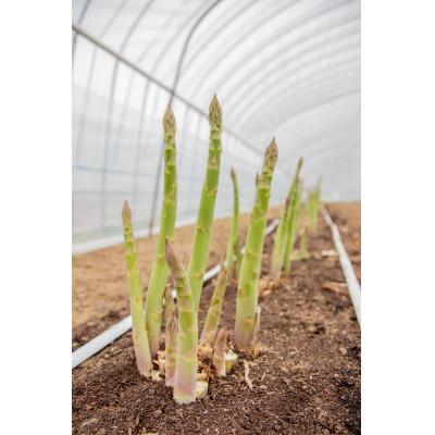 ふるさと納税 富良野市 富良野益田農園産グリーンアスパラ(S〜2L混合)500g