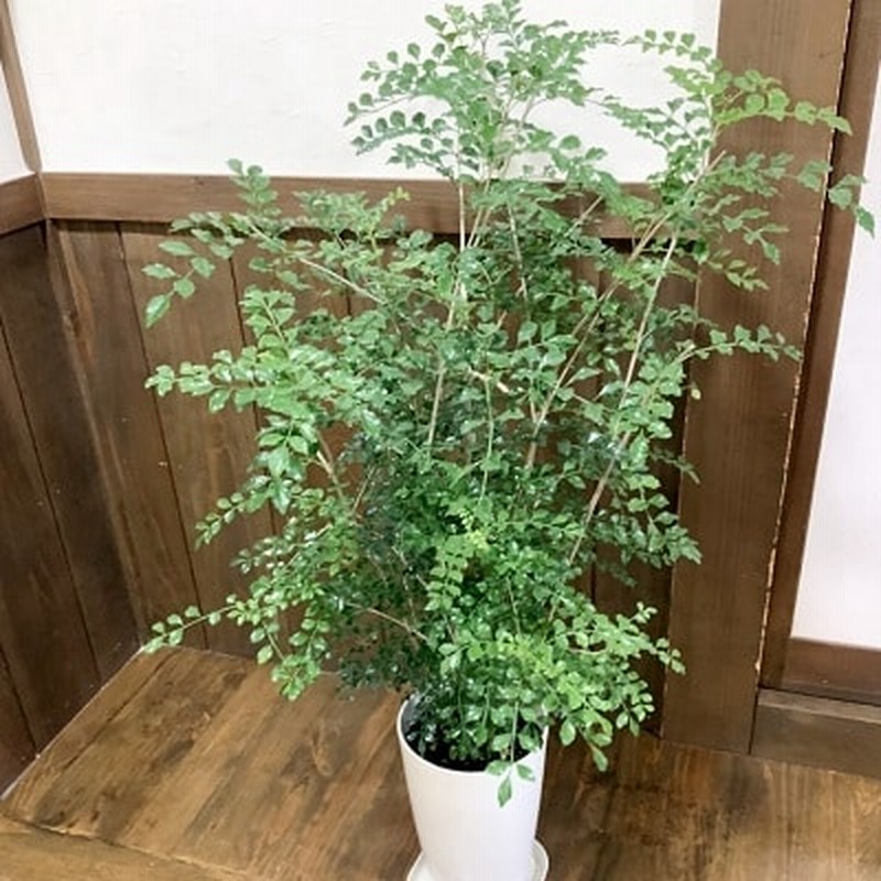 観葉植物 シマトネリコ1鉢 通販 Lineポイント最大1 0 Get Lineショッピング
