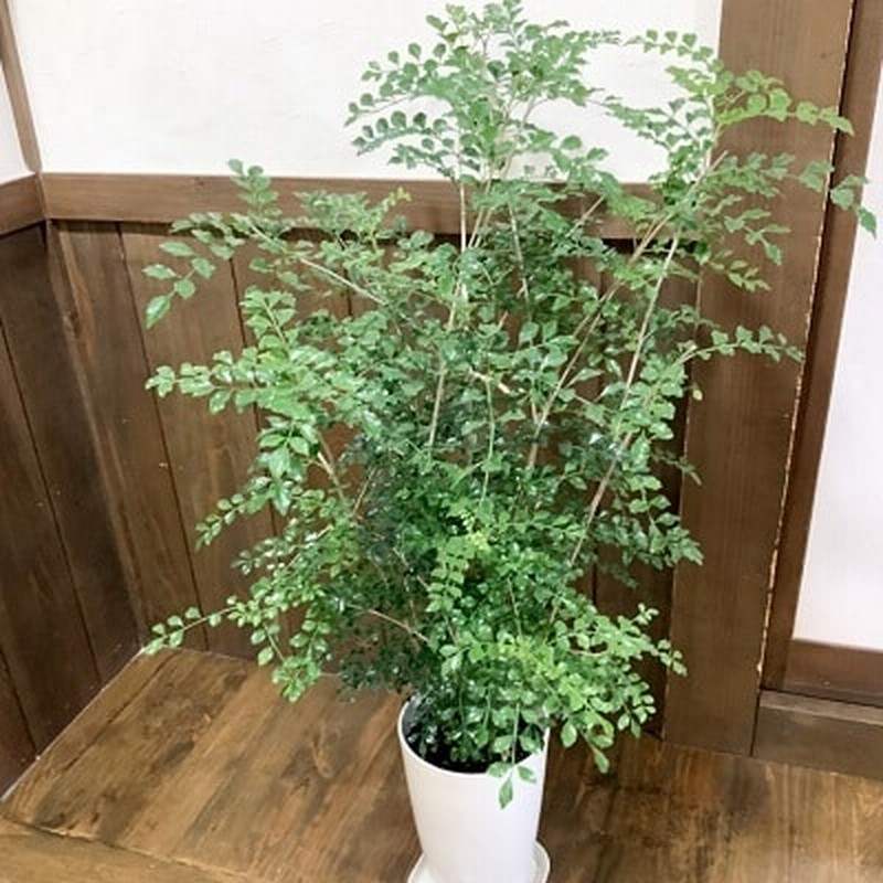 観葉植物 シマトネリコ1鉢 通販 Lineポイント最大1 0 Get Lineショッピング