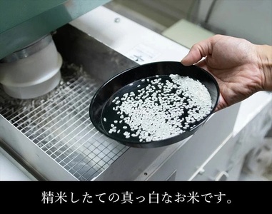 令和5年産 雪若丸 無洗米 4kg(2kg×2袋)　山形県庄内産　有限会社 阿部ベイコク