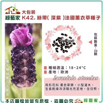 【綠藝家】大包裝K42.絲帶( 深紫 )法國薰衣草種子30顆 全日照 用途：驅蟲、抗茵、精油 香草類大包裝