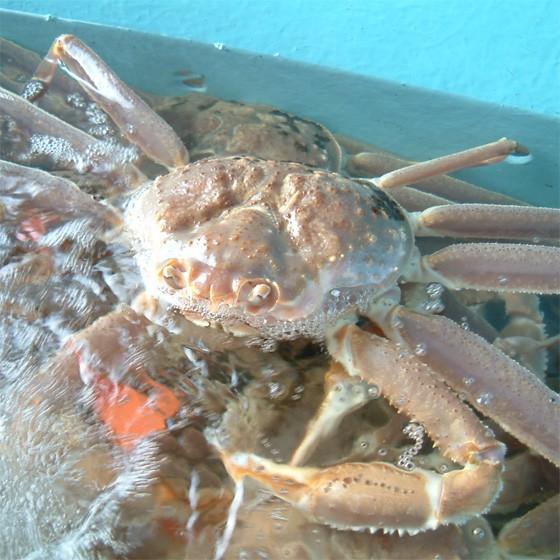 お歳暮 松葉ガニ 松葉がに（約600〜700g）ギフト かに 蟹 兵庫県 香住・柴山・浜坂産 送料無料