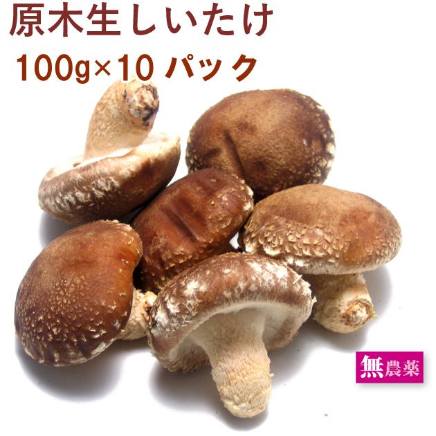 きのこ　生しいたけ　原木生椎茸　　5〜6枚入　10パック　送料込