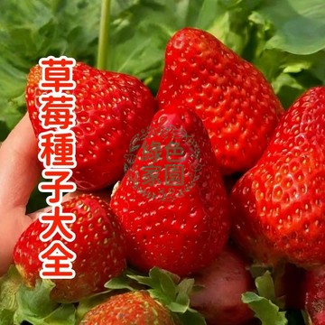 💥台灣發貨💥熱銷【多款草莓種子】優質草莓種子，高發芽率，適合臺灣氣候，陽臺盆栽四季可種  易種易活 水果種子