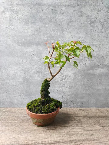 三角楓   植物 盆栽