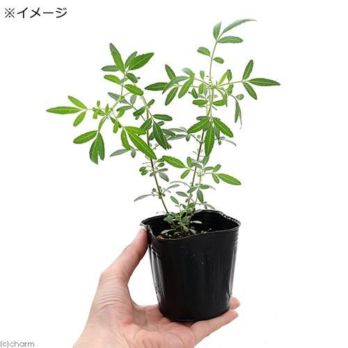 （観葉植物）ハーブ苗　マリーゴールド　レモン　３号（１ポット）　家庭菜園