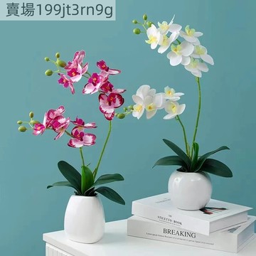 現貨 盆栽蝴蝶蘭種子（250粒）四季種植室內好養花開爆盆觀賞花卉種子君子蘭種 花開爆盆 四季種植室內好養 觀賞花卉種子