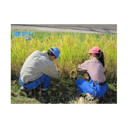 ふるさと納税 倉吉農高の米　縁結び（白米） （300ｇ×3袋） 鳥取県倉吉市