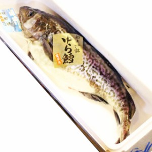 真鱈 寒鱈 オス 白子 2.5kg～3kg丸ごと1尾 送料無料 寒鱈 鍋 白子 タラコ 山形県産天然 マダラ 食の都庄内