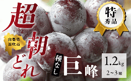 超朝採れ ぶどうの王様 巨峰  2~3房 約1.2kg※冷蔵発送(2024年8月中旬から順次発送予定) 産地直送 山梨県 笛吹市
