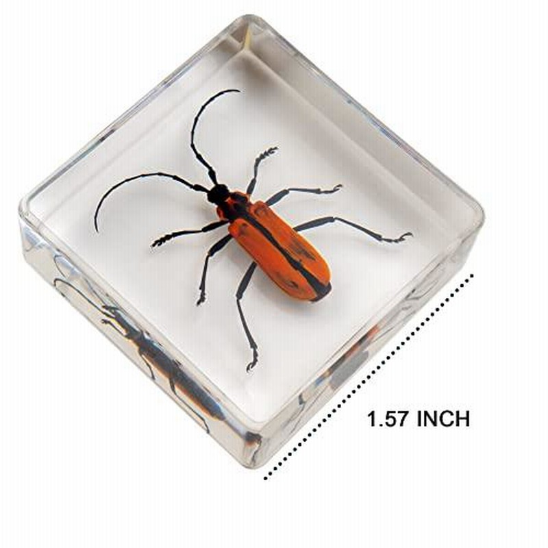 昆虫標本 6点セット