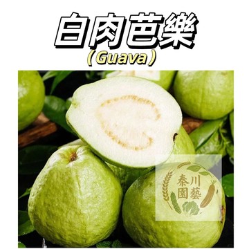 嘉義現貨（白肉芭樂種子BL-1）口感偏硬，吃起來清脆、爽口，甜中帶酸，香氣淡雅，質地類似翠梨，更具纖維感