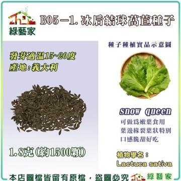 【綠藝家】B05-1.冰后結球萵苣種子1.8克(約1500顆) 蔬菜 種子 葉菜類 易栽種 種籽 萵苣