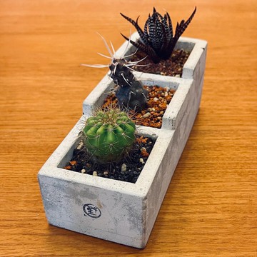 【野草不野-限時販售】多肉也組合 / 階梯盆