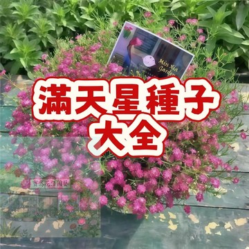 隔日達- （13款滿天星種子） 今年新籽 發芽率高 四季播種 開花不斷 新手易種  輕鬆爆盆 花量多 花期長