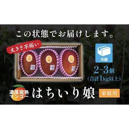 ふるさと納税 マンゴー「鉢入り娘」（ご家庭用1kg箱入り） 鹿児島県大崎町