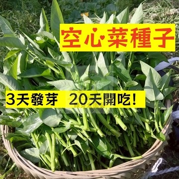 🌱快速收成（蕹菜種子）三叉空心菜種子 （青梗、白梗、柳葉、大葉）四季高產盆栽大葉青菜種子 硬菜種子 蔬菜種子 多次採收