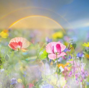 絵画風 壁紙ポスター ポピー 虹とポピーのクリスタルなハーモニー ヒナゲシ 花 フラワー 花畑 キャラクロ Fppy 004s1 606mm 594mm 通販 Lineポイント最大1 0 Get Lineショッピング