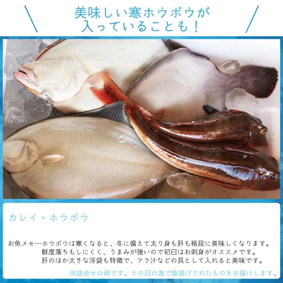 朝獲れ 鮮魚 セット 青森 尾駮漁港 6000円 贈り物 お歳暮 魚詰合せ 送料無料