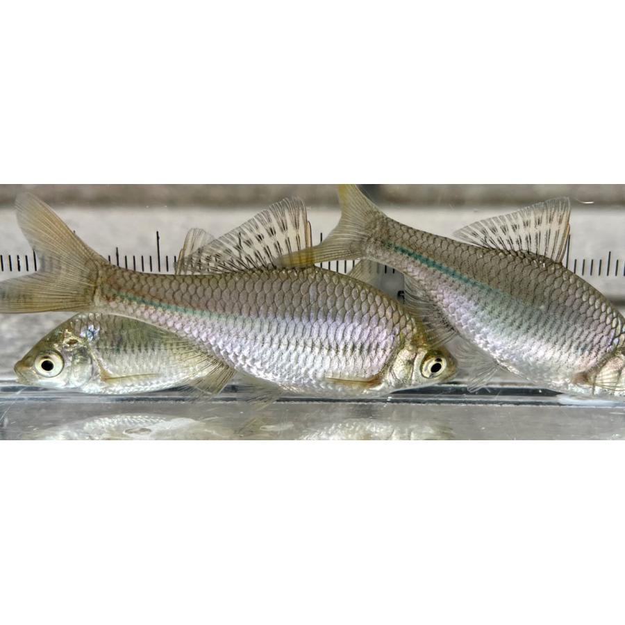 アカヒレタビラ　3cm 5匹（タナゴ）日本淡水魚