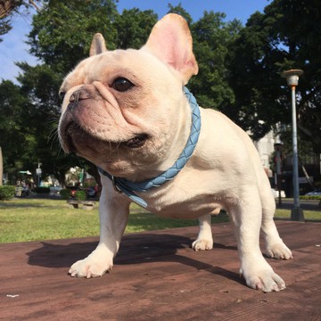 Oops義大利軟革編織真皮項圈-