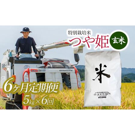 ふるさと納税 令和5年産 新米 山形県庄内産 小池半左衛門のお米 特別栽培米 つや姫 玄米5kg×6回（計30kg） 山形県鶴岡市